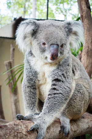Koala (Phascolarctos cinereus)の写真素材