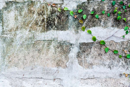 Background of brick wall textureの写真素材