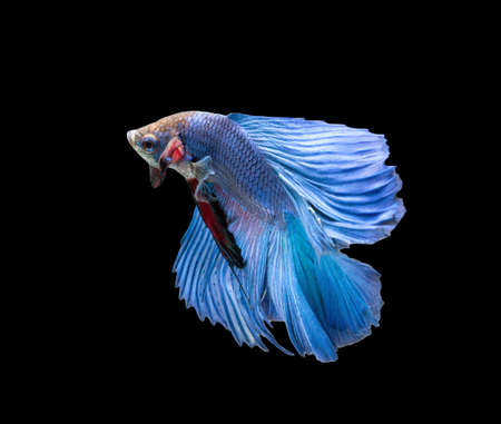 Betta fish, siamese fighting fish, betta splendens isolated on black background
