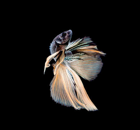 Betta fish, siamese fighting fish, betta splendens isolated on black backgroundの写真素材