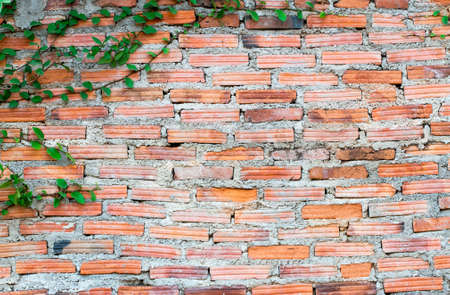 Green Creeper Plant on  wallの写真素材