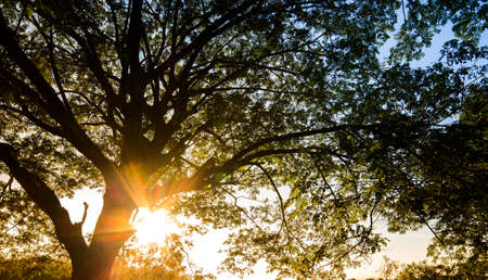 Spring Sun Shining Through Canopy Of Tall Treeの写真素材