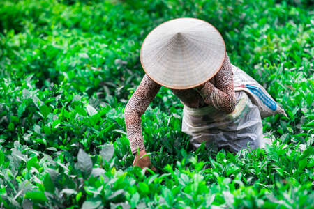 Tea plantationsの写真素材