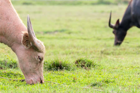 water buffalo eat a lot of eat grass.の写真素材