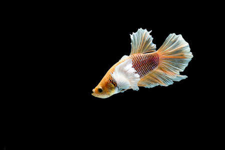 Betta fish siamese fighting fish betta splendens isolated on black background
