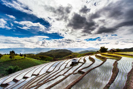 Rice fields on terraced at Chiang Mai, Thailandの写真素材