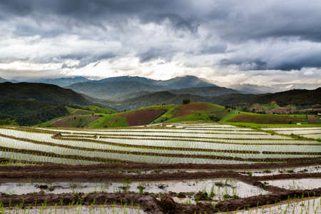 Rice fields on terraced at Chiang Mai, Thailandの写真素材