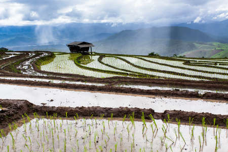 Rice fields on terraced at Chiang Mai, Thailandの写真素材