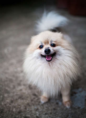 White pomeranianの写真素材