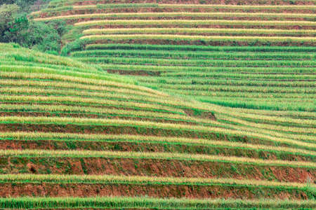 Rice fields on terraced of Mu Cang Chai, YenBai, Vietnam. Rice fields prepare the harvest at...