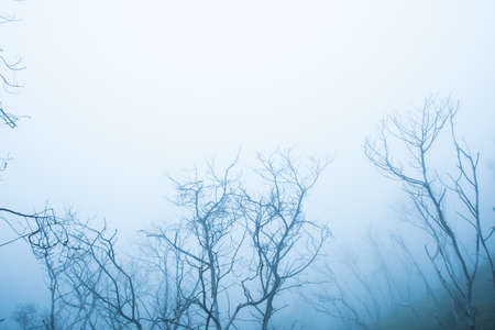 tree in a field, winter season.の写真素材