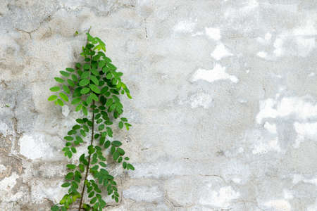 white concrete wall textureの写真素材