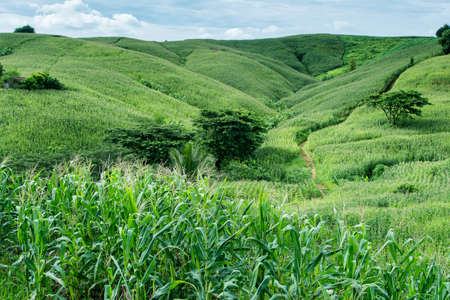 Corn farm on hill with blue sky and sunset backgroundの写真素材