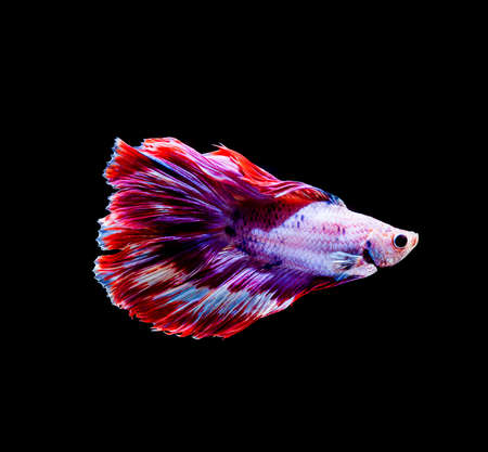 Betta fish siamese fighting fish betta splendens isolated on black backgroundの写真素材