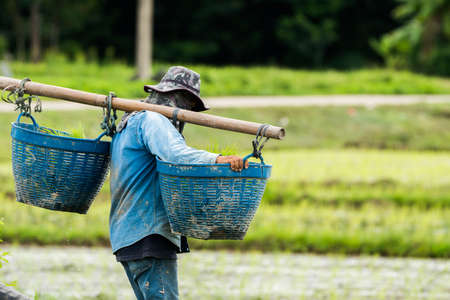 Farmers are planting rice in the farm.の写真素材