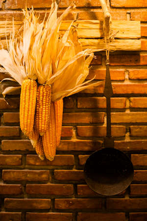 corn on the cob corn backgroundの写真素材