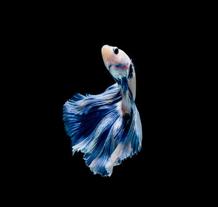 Betta fish siamese fighting fish betta splendens isolated on black backgroundの写真素材
