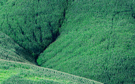 Corn farm on hill with blue sky and sunset backgroundの写真素材