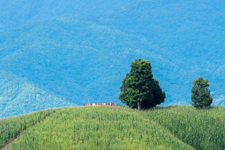 Corn farm on hill with blue sky and sunset backgroundの写真素材