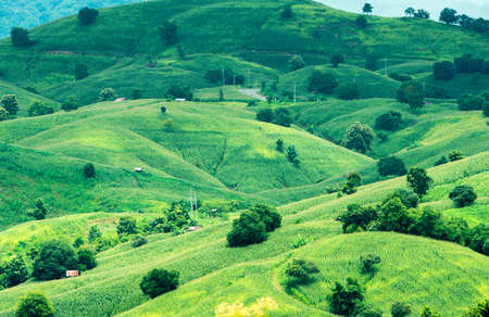 Corn farm on hill with blue sky and sunset backgroundの写真素材