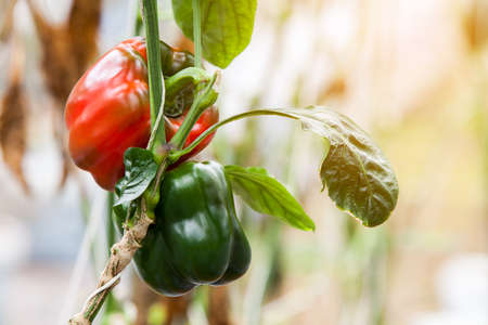 pepper plantの写真素材