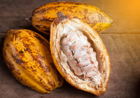 Cocoa beans and cocoa pod on a wooden surface.の写真素材