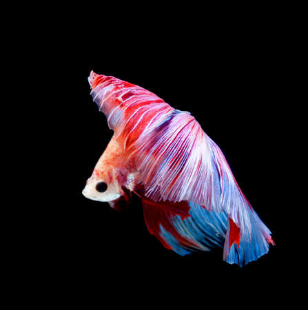 Betta fish, siamese fighting fish, betta splendens isolated on black backgroundの写真素材