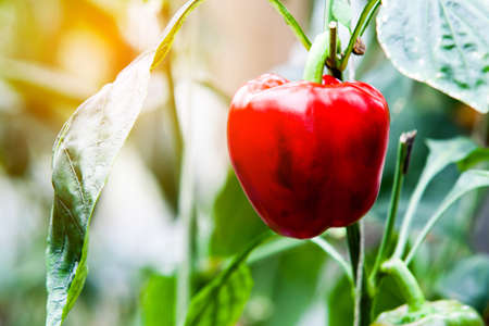 pepper plantの写真素材