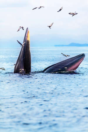 Bryde's whale, Eden's whale, Eating fish at gulf of Thailand.の写真素材