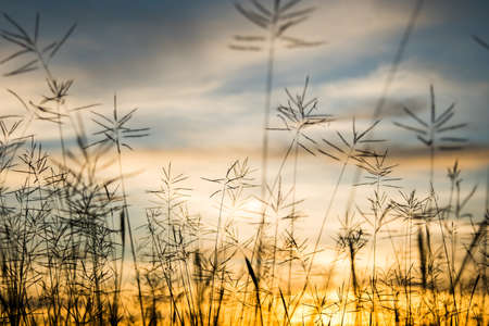 Vintage wild flower in sunsetの写真素材