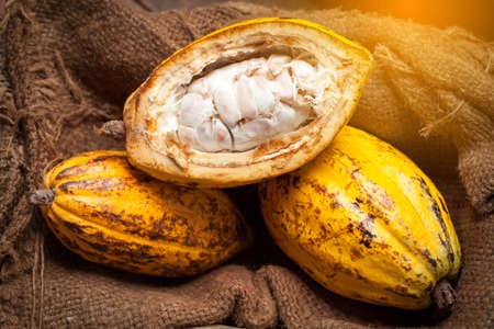 Cocoa beans and cocoa pod on a wooden surface.の写真素材