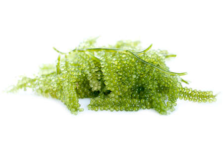 Sea grapes ( green caviar ) seaweed, Healthy food.の写真素材