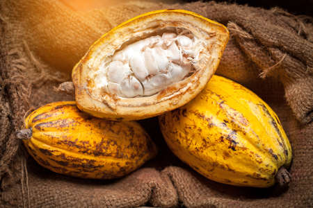 Cocoa beans and cocoa pod on a wooden surface.の写真素材