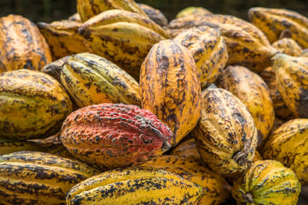 Cocoa beans and cocoa pod on a wooden surface.の写真素材