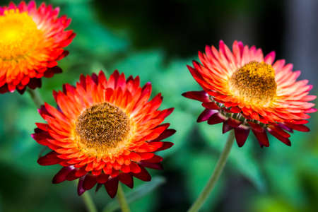 straw flowerの写真素材