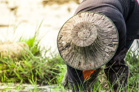 Farmers are planting rice in the farm.の写真素材