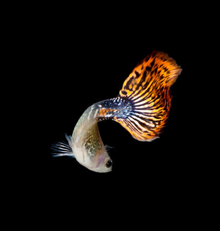 fish guppy pet isolated on black backgroundの写真素材