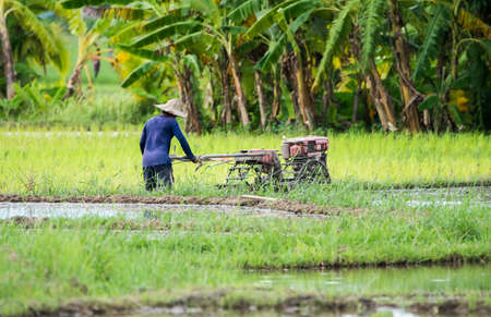 Farmers are planting rice in the farm.の写真素材