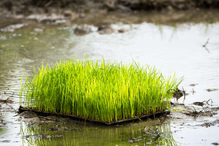 rice in a paddy field close upの写真素材