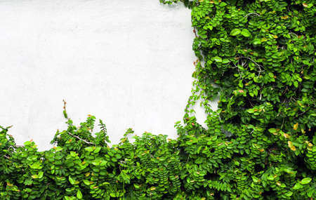 Green Creeper Plant on white wallの写真素材