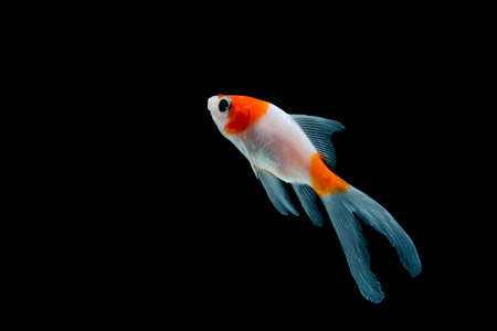 fancy goldfish isolated on black backgroundの写真素材
