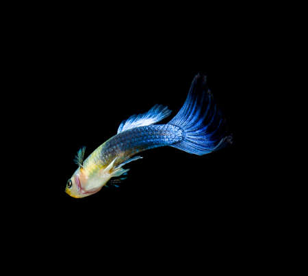 fish guppy pet isolated on black backgroundの写真素材