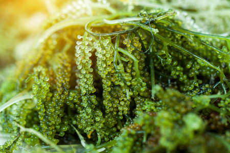 Sea grapes ( green caviar ) seaweed, Healthy food.の写真素材