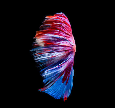 Betta fish siamese fighting fish betta splendens isolated on black background