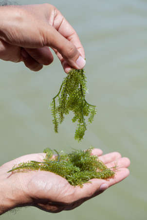 Sea grapes in handsの写真素材