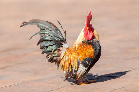 close up brown chickenの写真素材