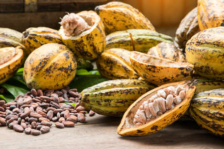 Cocoa beans and cocoa pod on a wooden surface.の写真素材