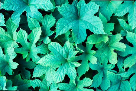 green leafの写真素材