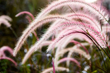 Vintage wild flower in sunsetの写真素材