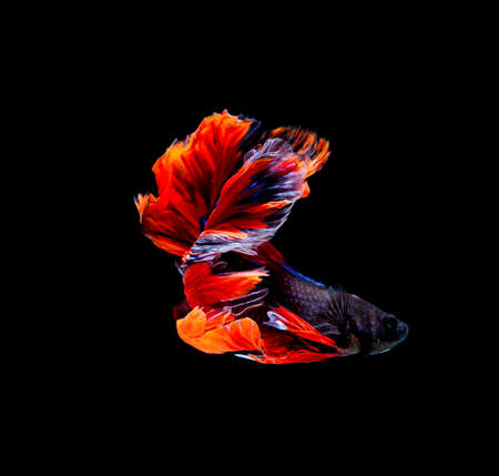 Betta fish, siamese fighting fish, betta splendens isolated on black background